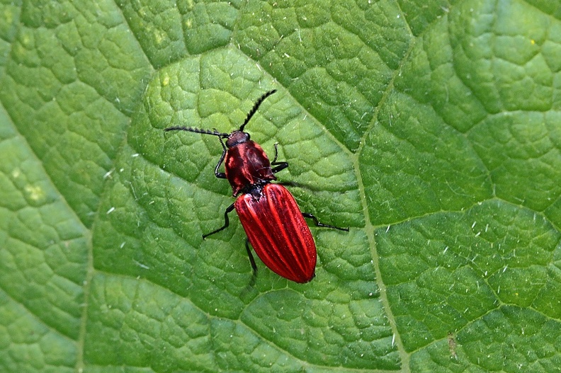 Purpurrote Schnellkäfer (Anostirus purpureus).jpg