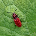 Purpurrote Schnellkäfer (Anostirus purpureus)