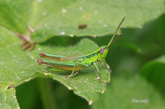 Kleine Goldschrecke (Euthystira brachyptera)