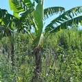 Dessertbanane (Musa  paradisiaca)