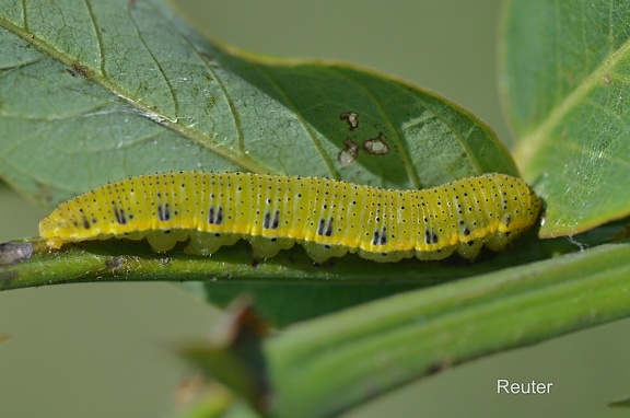 Cloudless Sulphur (Phoebis sennae)