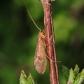 Große Köcherfliege ( Potamophylax cf. luctuosus)