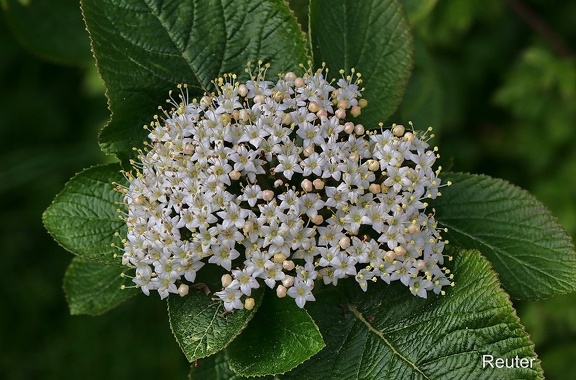 Wolliger Schneeball (Viburnum lantana)