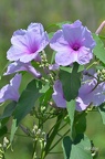 Prunkwinde (Ipomoea carnea sp.)