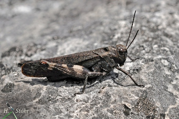 Rotflügelige Schnarrschrecke (Psophus stridulus)
