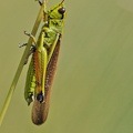 Sumpfschrecke (Stethophyma grossum)