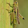 Sumpfschrecke (Stethophyma grossum)