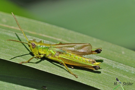 Große Goldschrecke (Chrysochraon dispar)
