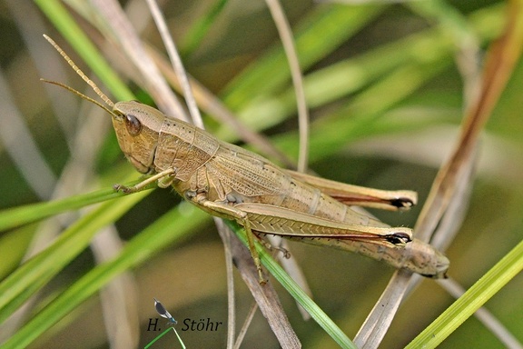 Große Goldschrecke (Chrysochraon dispar)