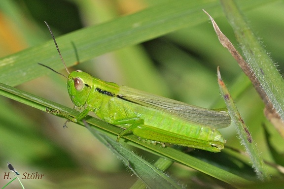 Lauchschrecke (Mecostethus parapleurus)