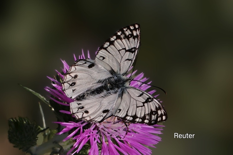 Italian Marbled White (Melanargia arge)