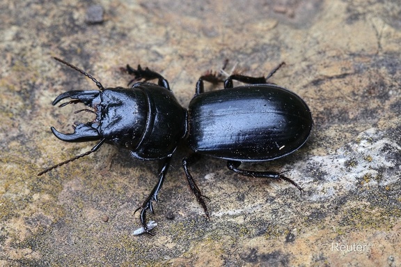 Fingerlaufkäfer (Scarites buparius)