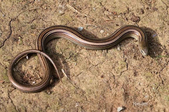 Italienische Erzschleiche (Chalcides chalcides)