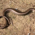 Italienische Erzschleiche (Chalcides chalcides)