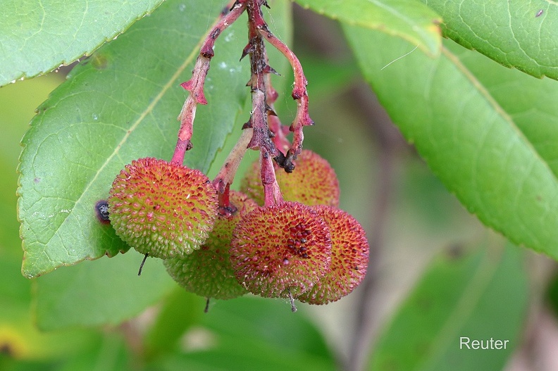 Westlicher Erdbeerbaum (Arbutus unedo).jpg