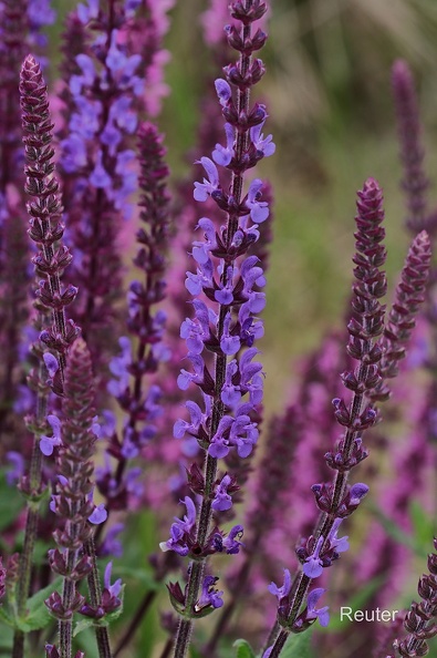 Wiesensalbei (Salvia pratensis)