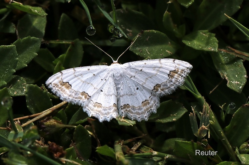 Schmuck-Kleinspanner (Scopula ornata)