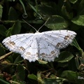 Schmuck-Kleinspanner (Scopula ornata)