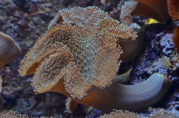 Pilz Leder Koralle (Sarcophyton glaucum)