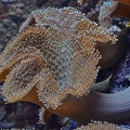 Pilz Leder Koralle (Sarcophyton glaucum)