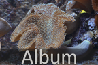 Korallen (Cnidaria)