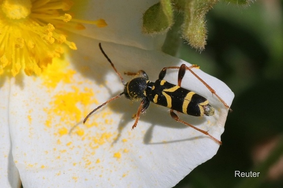 Wespenbock (Clytus arietis)