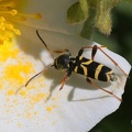 Wespenbock (Clytus arietis)