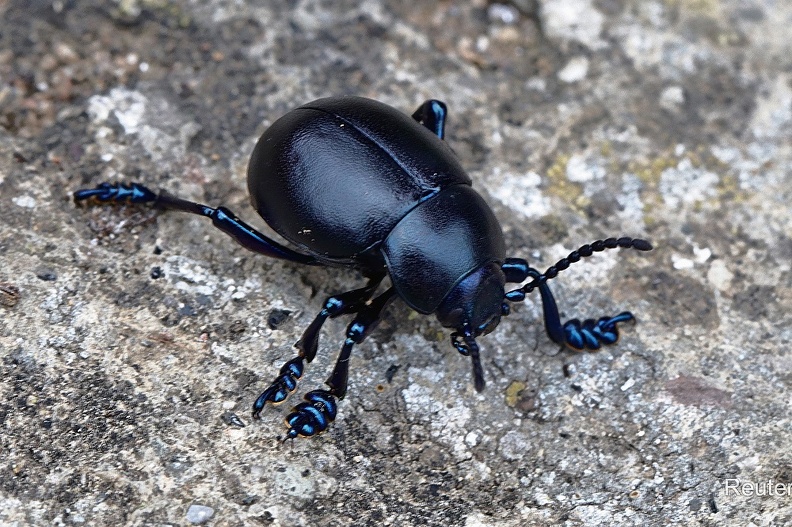 Tatzenkäfer (Timarcha tenebricosa)
Foto: Karl Reuter
Ort: Talamone, Italien
Kamera: Canon EOS 80 D, EF 100 mm 1:2,8 L IS USM (Canon) Tatzenkäfer (Timarcha tenebricosa).jpg