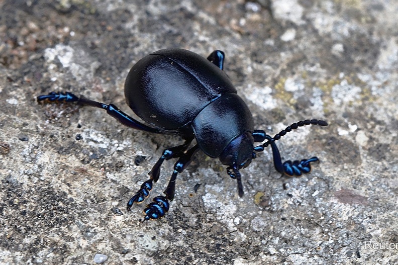 Tatzenkäfer (Timarcha tenebricosa)