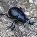 Tatzenkäfer (Timarcha tenebricosa)