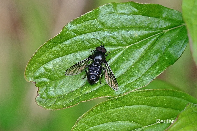 Zweifleck-Waldrandschwebfliege (Pipiza noctiluca).jpg