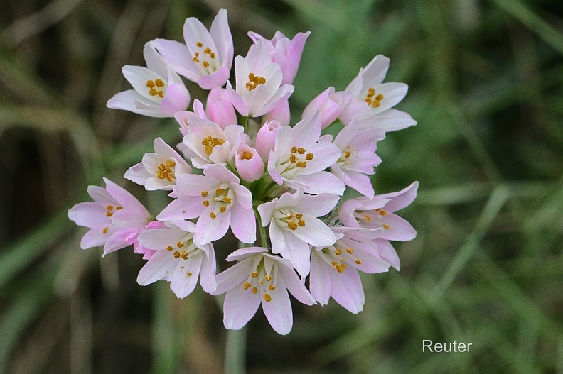 Rosen -Lauch (Allium Roseum).jpg