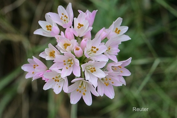 Rosen -Lauch (Allium Roseum)