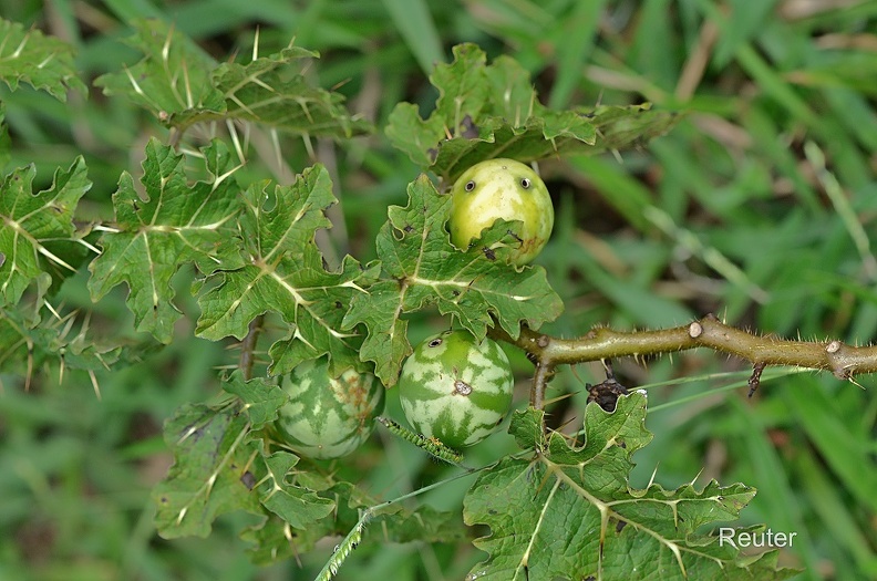 Tropical soda Apple(Solanum viarum) .jpg