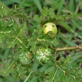 Tropical soda Apple(Solanum viarum) 