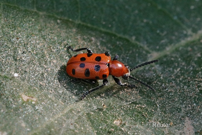 Zwölfpunkt-Spargelkäfer (Crioceris duodecimpunctata).jpg