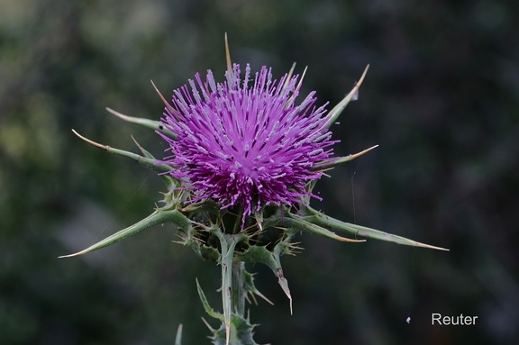 Mariendistel (Silybum marianum)