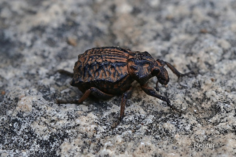 Brachycerus sp.jpg