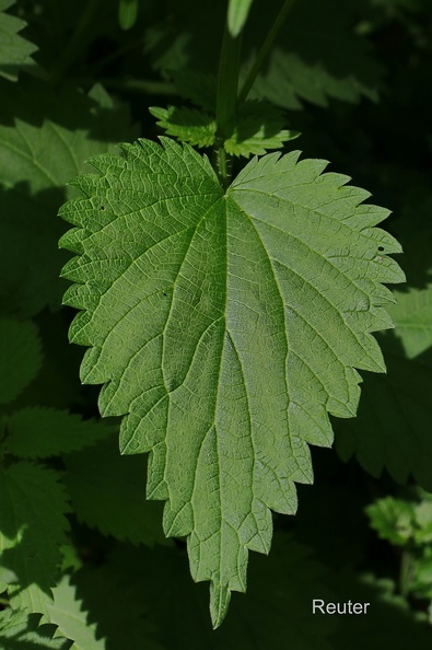 Große Brennnessel (Urtica dioica).jpg