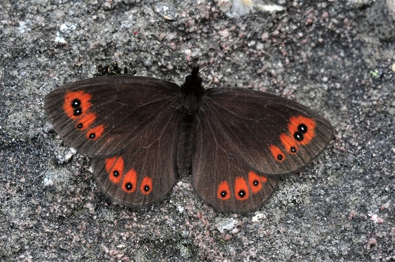 Gelbbindiger Mohrenfalter (Erebia meolans)