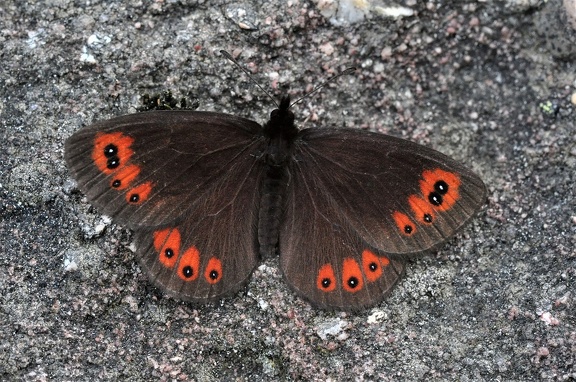 Gelbbindiger Mohrenfalter (Erebia meolans)