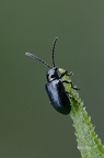 Blaues Getreidehähnchen (Oulema gallaeciana)