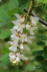 Gewöhnliche Robinie (Robinia pseudoacacia)