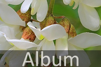 Hülsenfrüchtler (Fabaceae)