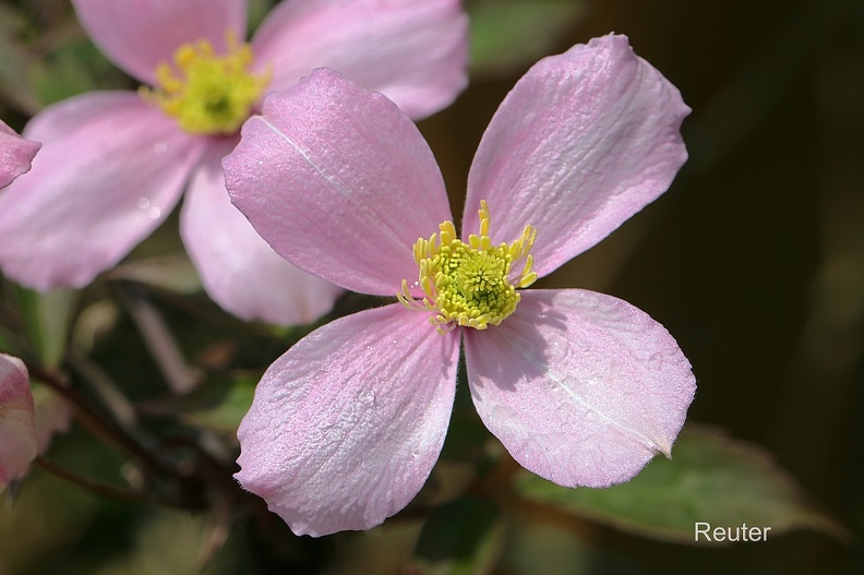 Berg-Waldrebe Rubens (Clematis montana).jpg