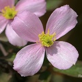 Berg-Waldrebe Rubens (Clematis montana)