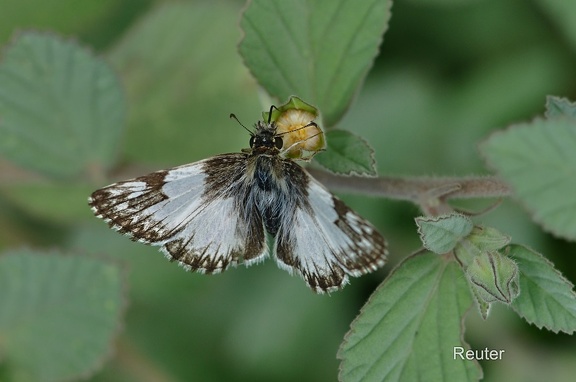 Gebeizter Weiß-Skipper-Stained White-Skipper (Heliopetes omrina) 