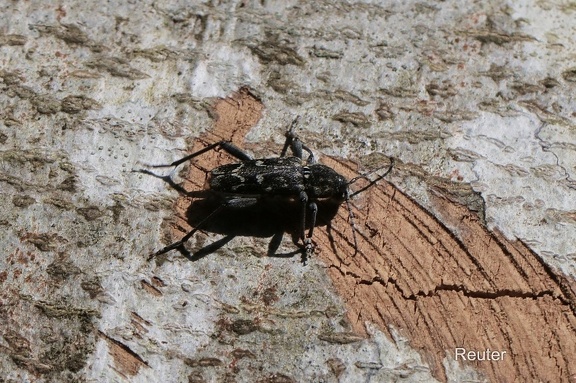 Dunkler Holzklafterbock (Xylotrechus rusticus)