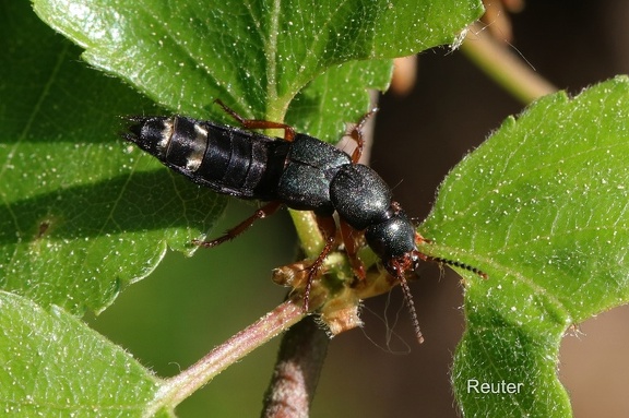 Platydracus fulvipes