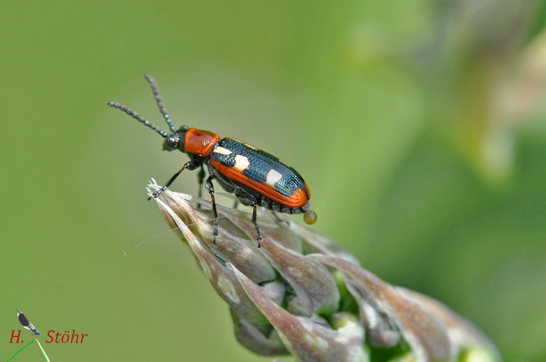 Gemeines Spargelhähnchen (Crioceris asparagi)
Foto: Henrik Stöhr
Ort: Waghäusel
Kamera: Nikon D90, 180mm 1:3,5 Macro (Tamron) Crioceris asparagi.jpg